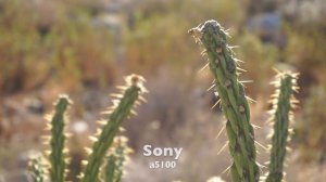 Canon M100 vs Sony a5100