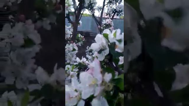 весна цветут деревья