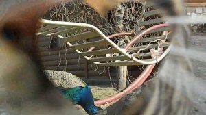 Проблемы в содержании павлинов