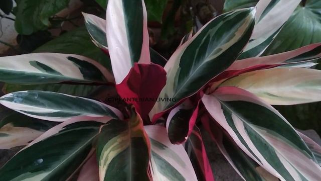 Stromanthe triostar , beautiful Calathea care and intro смотреть онлайн