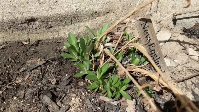 April Native Plant Garden Tour in Suburbia | Canada | 2022 | S2E1 смотреть онлайн