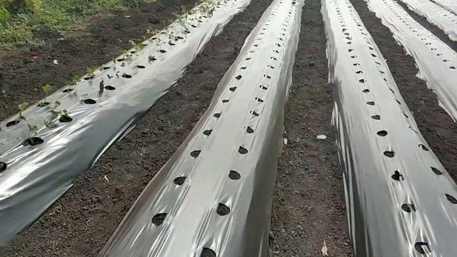 Правильная посадка кассетной рассады клубник