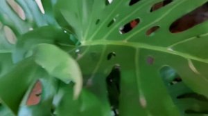 Монстеры . Октябрь 2021г. Желтеют кончики листьев