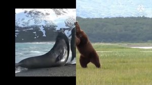 морской слон против медведя!!!! elephant seal vs bear !!!!