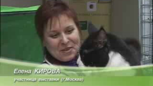 кошки