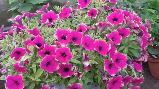 ПЕТУНИЯ сорта и виды, обзор самых красивых цветов сезона. Без названий и описаний смотреть онлайн