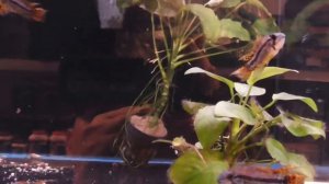 цены на аквариумных рыбок, Апистограмма какаду, Apistogramma cacatuoides