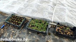 Начало сезона 2023. Belklubnika.by