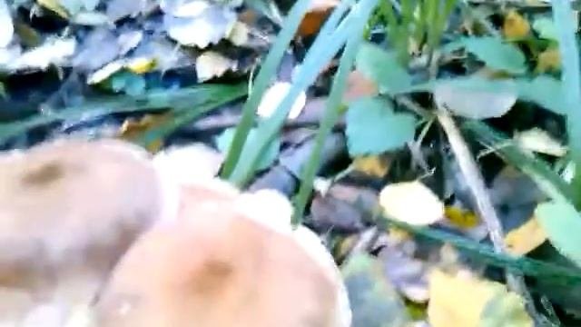 Опята серые большие-опята осенние.Опята серые гиганты!