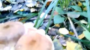 Опята серые большие-опята осенние.Опята серые гиганты!