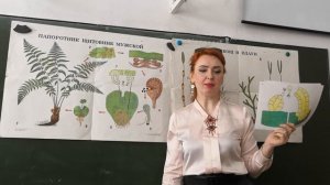 Цикл развития папоротникообразных