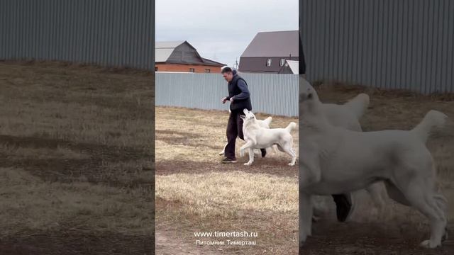 Среднеазиатские овчарки питомника Тимерташ Ведётся запись на щенков на лето осен 2023 +79048881825 смотреть онлайн