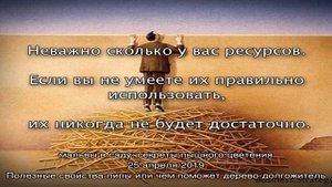 Выращивание липы на участке – все, что нужно знать садоводам