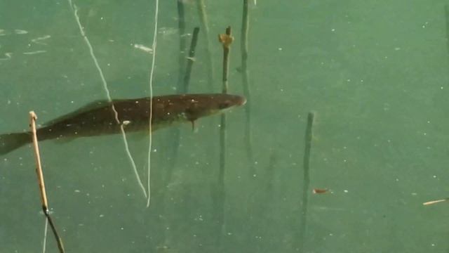 4К пример съемки с Samsung Note 20 ultra со всеми трюками использования телефотокамеры и сверхширик смотреть онлайн