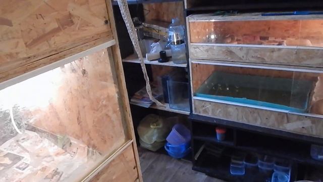 Питон ест кролика(18+) смотреть онлайн