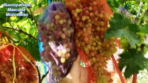 Обзор ультро ранних и ранних сортов и гибридных форм на винограднике Максима Мойсеенко на 28 июля