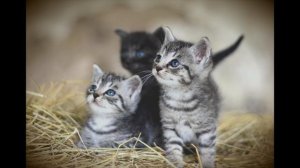 Kitten Images - 4K Slideshow 1 Hour - Piano Music