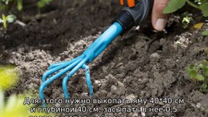 Роза флорибунда: посадка и уход в открытом грунте
