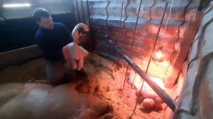 Почему опорос свиньи, породы Крупно Белой, не удался?