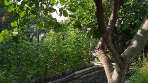 Ухи совы в лесах Кавказа