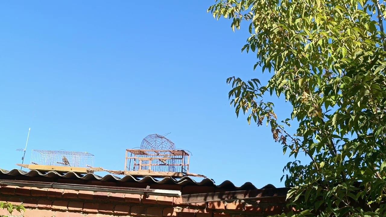 Ловля реполов 15.09.2023. смотреть онлайн