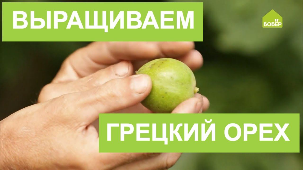 ГРЕЦКИЙ ОРЕХ в домашнем саду. Как ВЫРАСТИТЬ грецкий орех из обычного магазинного ореха