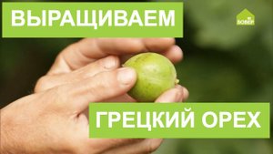 ГРЕЦКИЙ ОРЕХ в домашнем саду. Как ВЫРАСТИТЬ грецкий орех из обычного магазинного ореха
