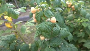 Сорт ремонтантной малины Порана Роса. Ягода до самых морозов!