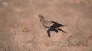 SECRETARY BIRD ─ A Fierce Dancing Snakes Killer! Secretary Bird vs snakes