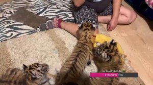 Быстрые тигры !)