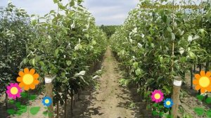 Рябина круглолистная Магнифика. Краткий обзор, описание характеристик sorbus aria Magnifica