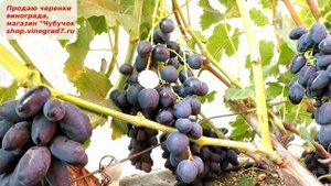 Виноград Кишмиш Полинка- ранний , вкусный кишмиш от Калугина.  Новинка на участке