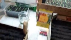 КАК ВЫРАСТИТЬ ВЕРБЕНУ семенами МАКСИМАЛЬНАЯ? ВСХОЖЕСТЬ как вырастить вербену.mp4