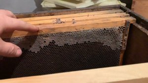 Лучшее средство от восковой моли. Как мы сохраняем темную сушь