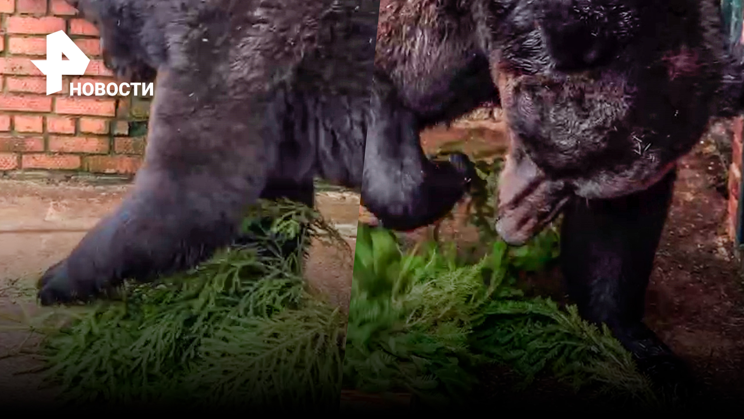 Самый чистоплотный медведь / РЕН Новости