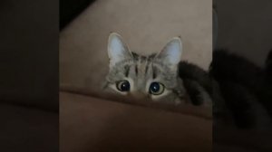 Cat Кошки Котята Коты #Shorts 1400.mp4