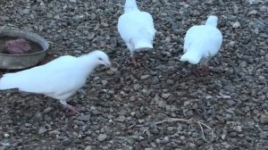 Мои Белые Почтовые голуби!