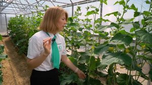 Очень урожайный и ранний огурец для теплиц и открытого грунта. Огурец для засолки и маринования.