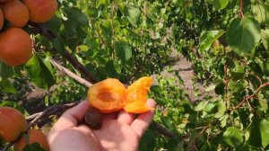 Абрикос Примарис 02.07.2020г persikovod.com
