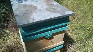 СКОЛЬКО МЕДА В УЛЬЯХ НА 26 ИЮЛЯ/ПЧЕЛОВОДСТВО ДЛЯ НАЧИНАЮЩИХ