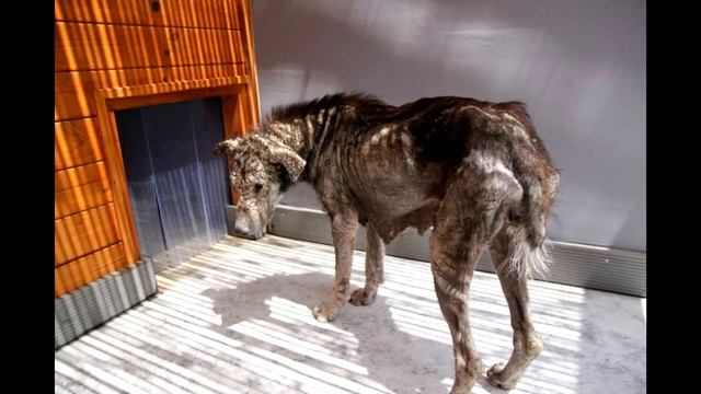 Омертвевшая кожа слетала с этой собаки клочьями. Но только взгляни на нее сейчас! смотреть онлайн