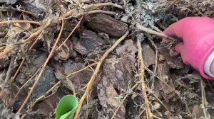 снимаем укрытие с роз ?Что с хризантемами❓