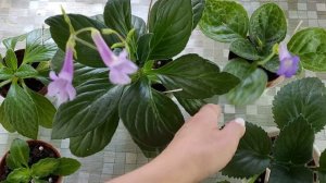 Родичі фіалок Примулини|Примулина або хирита