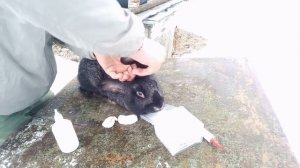 ушной клещ у кроликов!!! как лечить?!