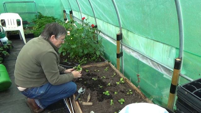 Julie's Allotment - Polyanthus Update - 23rd Sept 2015 смотреть онлайн