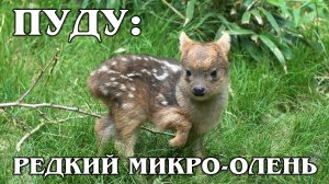 ПУДУ: Самый маленький и редкий в мире олень | Интересные факты про оленей и животных