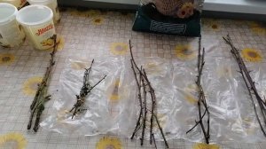 Подгон друга!!!Сажаем чубуки культурной ежевики.