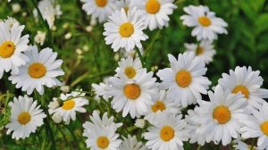 Джеймс Ласт. Караван. Музыка Для Поднятия Настроения!