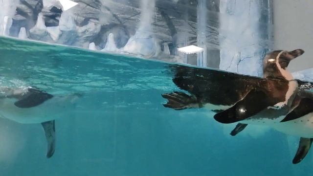 Пингвины вас ждут ???? смотреть онлайн