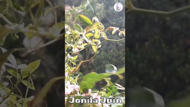 Best Bel Gulab | Climbing Rose | Pink fairy | Jonila Juin 🥰